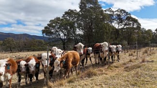 Rural / Farming commercial property for sale at 102 Kain Cross Road Braidwood NSW 2622