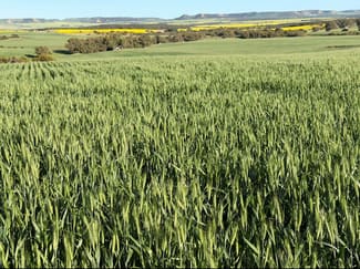 Rural / Farming commercial property for sale at Lot 1 Giles Road Moonyoonooka WA 6532 Rural / Farming commercial property for sale at Lot 1 Giles Road Moonyoonooka WA 6532