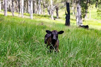 Rural / Farming commercial property for sale at 760 Old Dyraaba Road Woodview NSW 2470