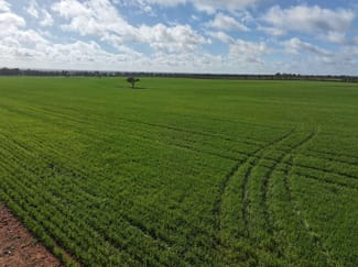 Rural / Farming commercial property for sale at Shannonvale & Elmore Strontian Road Boree Creek NSW 2652 Rural / Farming commercial property for sale at Shannonvale & Elmore Strontian Road Boree Creek NSW 2652