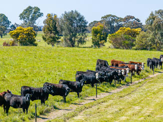 Rural / Farming commercial property for sale at 3258 Riddoch Highway Willalooka SA 5267