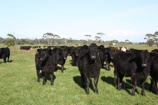Rural / Farming commercial property sold at 369 Giddens Road Smithton TAS 7330