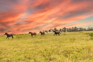 Rural / Farming commercial property for sale at 3, 1145 Biddeston-Southbrook Road Southbrook QLD 4363 Rural / Farming commercial property for sale at 3, 1145 Biddeston-Southbrook Road Southbrook QLD 4363