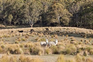 Rural / Farming commercial property for sale at 507 Harolds Cross Road Captains Flat NSW 2623 Rural / Farming commercial property for sale at 507 Harolds Cross Road Captains Flat NSW 2623