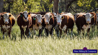 Rural / Farming commercial property sold at 59 Piambra Road Binnaway NSW 2395