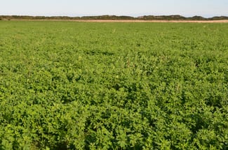 Rural / Farming commercial property for sale at Southern Ports Highway Mount Benson SA 5275