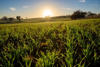Rural / Farming commercial property sold at 1629 Darby Falls Road Cowra NSW 2794 Rural / Farming commercial property sold at 1629 Darby Falls Road Cowra NSW 2794