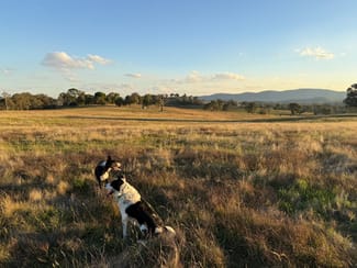 Rural / Farming commercial property sold at Camerons Hill Lot 17 Reynolds Lane Binalong NSW 2584