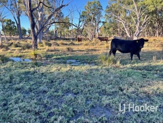 Rural / Farming commercial property for sale at 296 Limestone Road Inverell NSW 2360 Rural / Farming commercial property for sale at 296 Limestone Road Inverell NSW 2360
