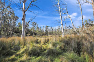 Rural / Farming commercial property for sale at 1060 Creewah Road Creewah NSW 2631 Rural / Farming commercial property for sale at 1060 Creewah Road Creewah NSW 2631
