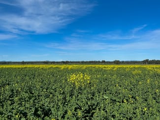 Rural / Farming commercial property for sale at 0 Henty Walla Road Culcairn NSW 2660 Rural / Farming commercial property for sale at 0 Henty Walla Road Culcairn NSW 2660