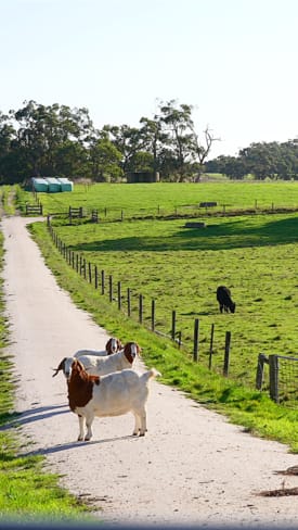 Rural / Farming commercial property sold at 35 Whitelaws Track Leongatha South VIC 3953 Rural / Farming commercial property sold at 35 Whitelaws Track Leongatha South VIC 3953
