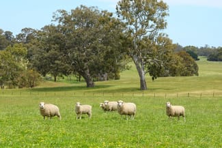 Rural / Farming commercial property for sale at Mount Cavendish Road Cavendish VIC 3314 Rural / Farming commercial property for sale at Mount Cavendish Road Cavendish VIC 3314