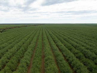 Rural / Farming commercial property for sale at Euston NSW 2737
