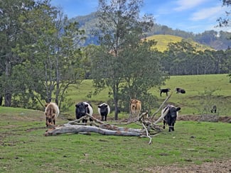 Rural / Farming commercial property for sale at 1282 Waukivory Road, Waukivory VIA Gloucester NSW 2422 Rural / Farming commercial property for sale at 1282 Waukivory Road, Waukivory VIA Gloucester NSW 2422