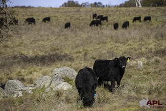 Rural / Farming commercial property for sale at 8654A New England Highway Tenterfield NSW 2372 Rural / Farming commercial property for sale at 8654A New England Highway Tenterfield NSW 2372