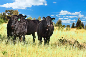 Rural / Farming commercial property sold at " Kooringa " Roma QLD 4455 Rural / Farming commercial property sold at " Kooringa " Roma QLD 4455
