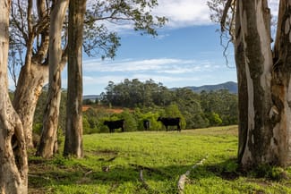 Rural / Farming commercial property for sale at 229 Wattley Hill Road Wootton NSW 2423