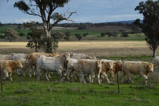 Rural / Farming commercial property for sale at 'Ridgeview' 632 Curra Creek Road Curra Creek NSW 2820