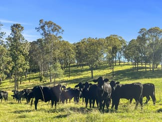 Rural / Farming commercial property for sale at 1322 Nukku Mt-Binga Road Mount Binga QLD 4314 Rural / Farming commercial property for sale at 1322 Nukku Mt-Binga Road Mount Binga QLD 4314