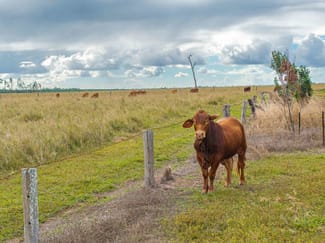 Rural / Farming commercial property for sale at 343 Suthers Road Dunmora QLD 4650 Rural / Farming commercial property for sale at 343 Suthers Road Dunmora QLD 4650