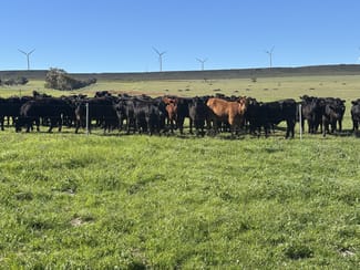 Rural / Farming commercial property sold at 1321 Allanooka Springs Road Mount Hill WA 6528 Rural / Farming commercial property sold at 1321 Allanooka Springs Road Mount Hill WA 6528