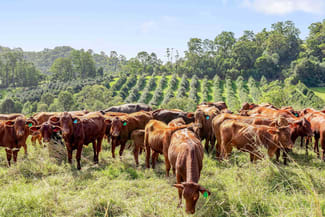 Rural / Farming commercial property for sale at 428 Shadbolt Road Mothar Mountain QLD 4570 Rural / Farming commercial property for sale at 428 Shadbolt Road Mothar Mountain QLD 4570
