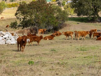 Rural / Farming commercial property for sale at Lots 1, 3 & 141/500 Blanchview Road Blanchview QLD 4352 Rural / Farming commercial property for sale at Lots 1, 3 & 141/500 Blanchview Road Blanchview QLD 4352