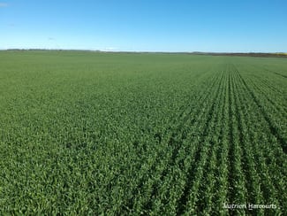 Rural / Farming commercial property for sale at 2174 Nanekine Road Mingenew WA 6522 Rural / Farming commercial property for sale at 2174 Nanekine Road Mingenew WA 6522