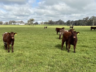 Rural / Farming commercial property for sale at 'Rocklyn' Nation Road Burrumbuttock NSW 2642