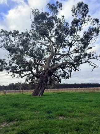 Rural / Farming commercial property for sale at Lot 101 719 Casterton Road Penola SA 5277