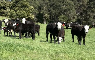 Rural / Farming commercial property sold at 68 Creeleys Road Sassafras TAS 7307 Rural / Farming commercial property sold at 68 Creeleys Road Sassafras TAS 7307