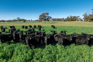 Rural / Farming commercial property for sale at 'Blairgowrie' 90 Sunset Hills Road Neville NSW 2799 Rural / Farming commercial property for sale at 'Blairgowrie' 90 Sunset Hills Road Neville NSW 2799