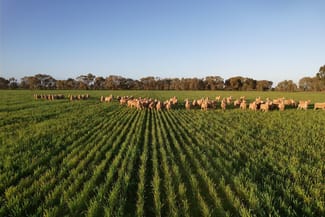 Rural / Farming commercial property for sale at 342 Matong North Road Matong NSW 2652