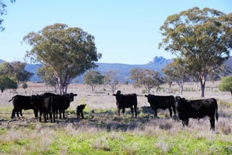 Rural / Farming commercial property for sale at 645 Glencoe Road Maules Creek NSW 2382 Rural / Farming commercial property for sale at 645 Glencoe Road Maules Creek NSW 2382