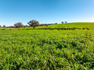 Rural / Farming commercial property for sale at 1067 Pulletop Road Cookardinia NSW 2650 Rural / Farming commercial property for sale at 1067 Pulletop Road Cookardinia NSW 2650