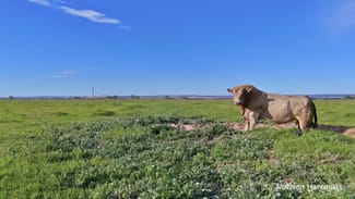 Rural / Farming commercial property for sale at "Gracefield Park", 754 Beermullah Road West Beermullah WA 6503