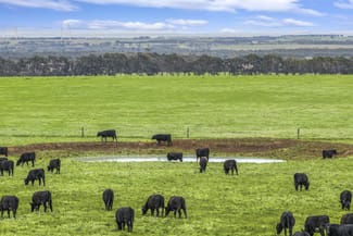 Rural / Farming commercial property for sale at 470 Rifle Butts Road Birregurra VIC 3242 Rural / Farming commercial property for sale at 470 Rifle Butts Road Birregurra VIC 3242