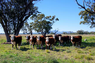 Rural / Farming commercial property sold at 625 Logans Lane Narrabri NSW 2390 Rural / Farming commercial property sold at 625 Logans Lane Narrabri NSW 2390