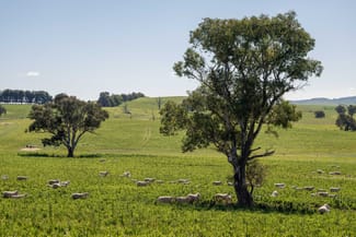 Rural / Farming commercial property for sale at 264 Harrys Creek Road Boorowa NSW 2586 Rural / Farming commercial property for sale at 264 Harrys Creek Road Boorowa NSW 2586
