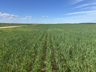 Rural / Farming commercial property for sale at 1305 Charleson Road Sandalwood SA 5309 Rural / Farming commercial property for sale at 1305 Charleson Road Sandalwood SA 5309