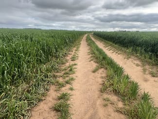 Rural / Farming commercial property for sale at 322 Netherton Road Peake SA 5301