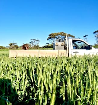 Rural / Farming commercial property for sale at Minnipa SA 5654 Rural / Farming commercial property for sale at Minnipa SA 5654