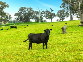 Rural / Farming commercial property for sale at 1079 Reg Hailstone Way Woodstock NSW 2793 Rural / Farming commercial property for sale at 1079 Reg Hailstone Way Woodstock NSW 2793