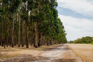 Rural / Farming commercial property for sale at 1392 Diagonal Road Coles SA 5272 Rural / Farming commercial property for sale at 1392 Diagonal Road Coles SA 5272