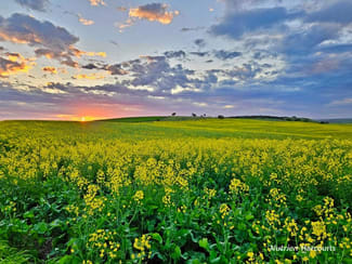 Rural / Farming commercial property for sale at Lot 72 Teakle Road Bowes WA 6535 Rural / Farming commercial property for sale at Lot 72 Teakle Road Bowes WA 6535