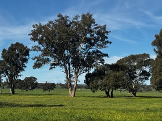 Rural / Farming commercial property for sale at 84 West Jindalee Road Cootamundra NSW 2590 Rural / Farming commercial property for sale at 84 West Jindalee Road Cootamundra NSW 2590