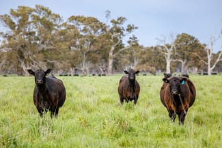 Rural / Farming commercial property for sale at 122 Blight Road Penola SA 5277