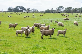 Rural / Farming commercial property for sale at 'The Paddock' Warrnambool-Caramut Road Woolsthorpe VIC 3276