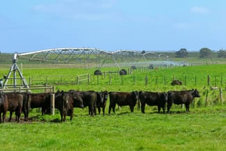 Rural / Farming commercial property for sale at 'Moloneys' 1210 Woolsthorpe-Heywood Road Hawkesdale VIC 3287